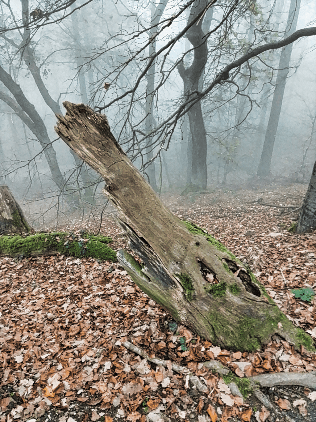 Schwertfisch-Phantasie