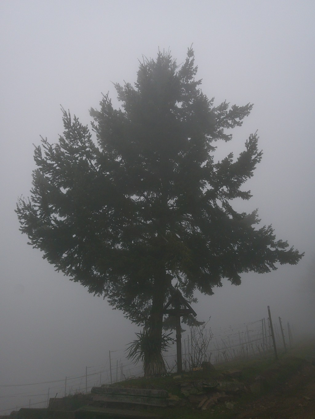 Im Nebel