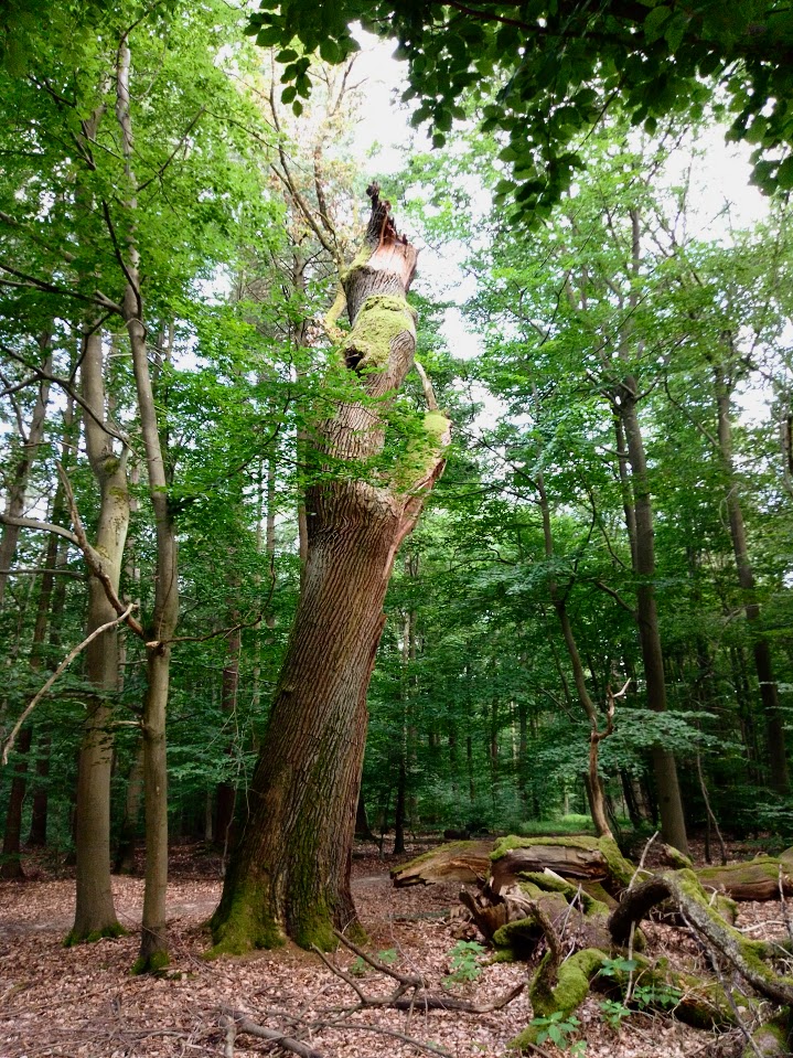 Kindheitsverführung