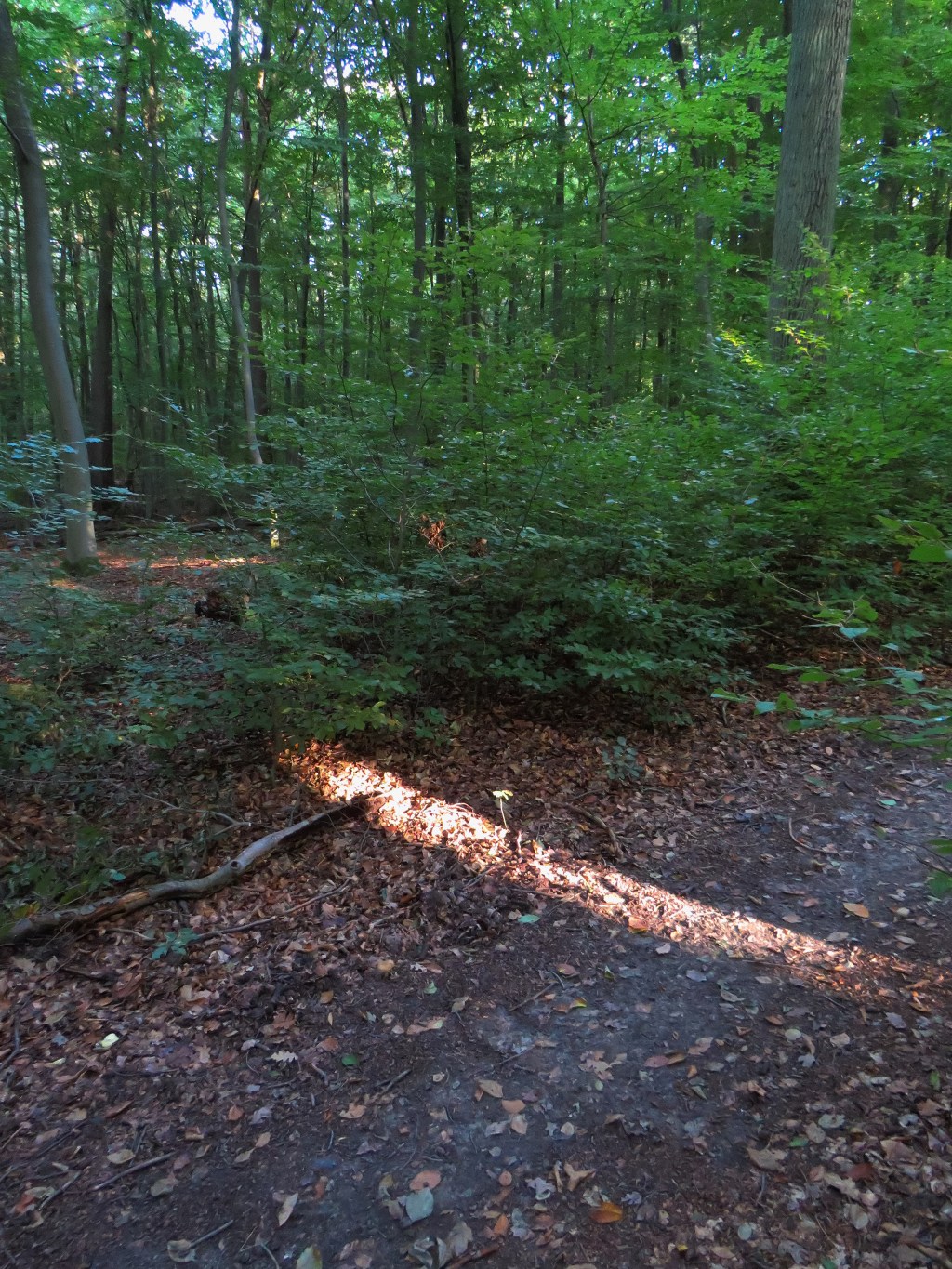 Auf der Spur des&nbsp;Lichts